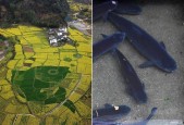 国产1区2区3区4区
